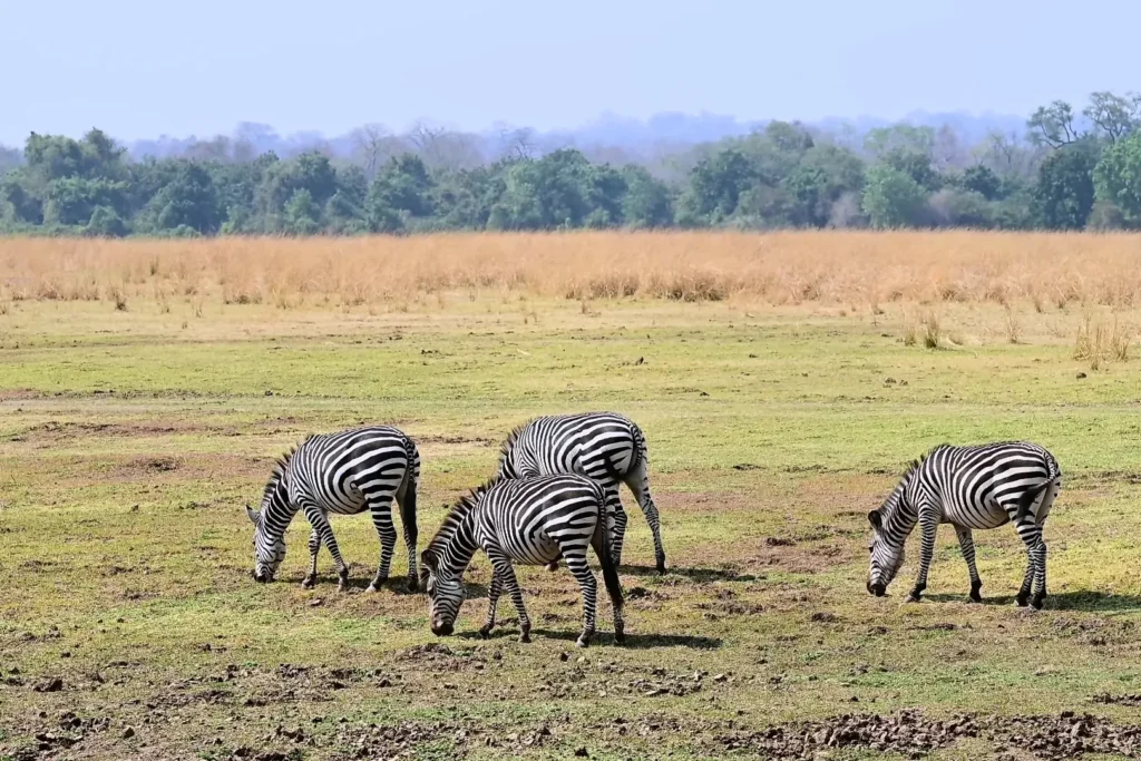 Visit Zambia